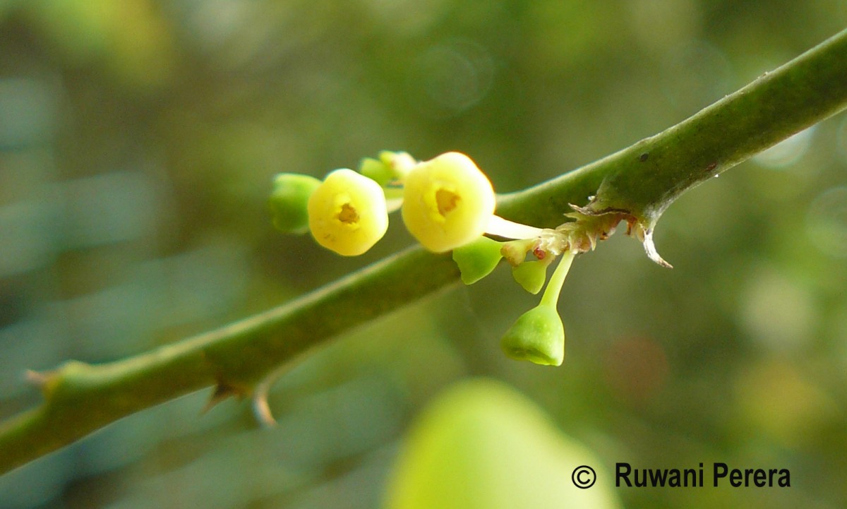 Breynia vitis-idaea (Burm.f.) C.E.C.Fisch.